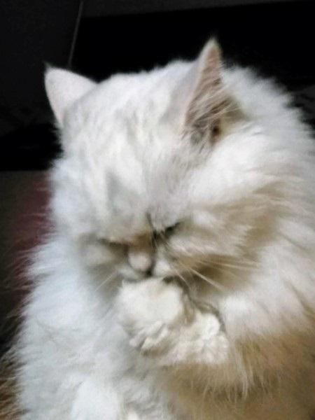 あなたのおウチの猫の足は臭いですか? - ねこザイルさんの猫ブログ