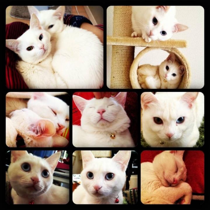私の新しい待ち受け画像 Ayaayaさんの猫ブログ ネコジルシ