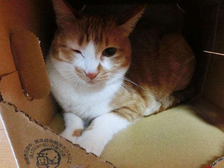 ミクの受難 カメムシにご用心 ココの母さんの猫ブログ ネコジルシ ミクの受難 カメムシにご用心 ココの母さんの猫ブログ ネコジルシ