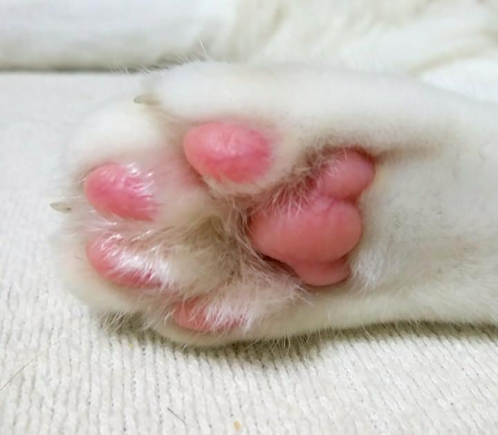 肉球 の香りハンドクリーム ココの母さんの猫ブログ ネコジルシ