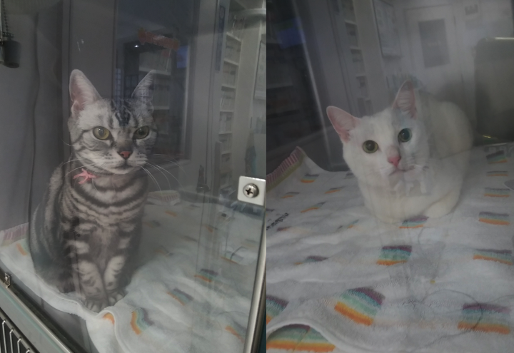 近況報告＆レオ君、ルナちゃん、ランちゃんの写真 - ココの母さんの猫 