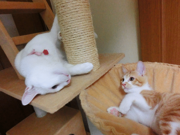 ２にゃん＋子猫達の最近の様子です。 - ココの母さんの猫ブログ 