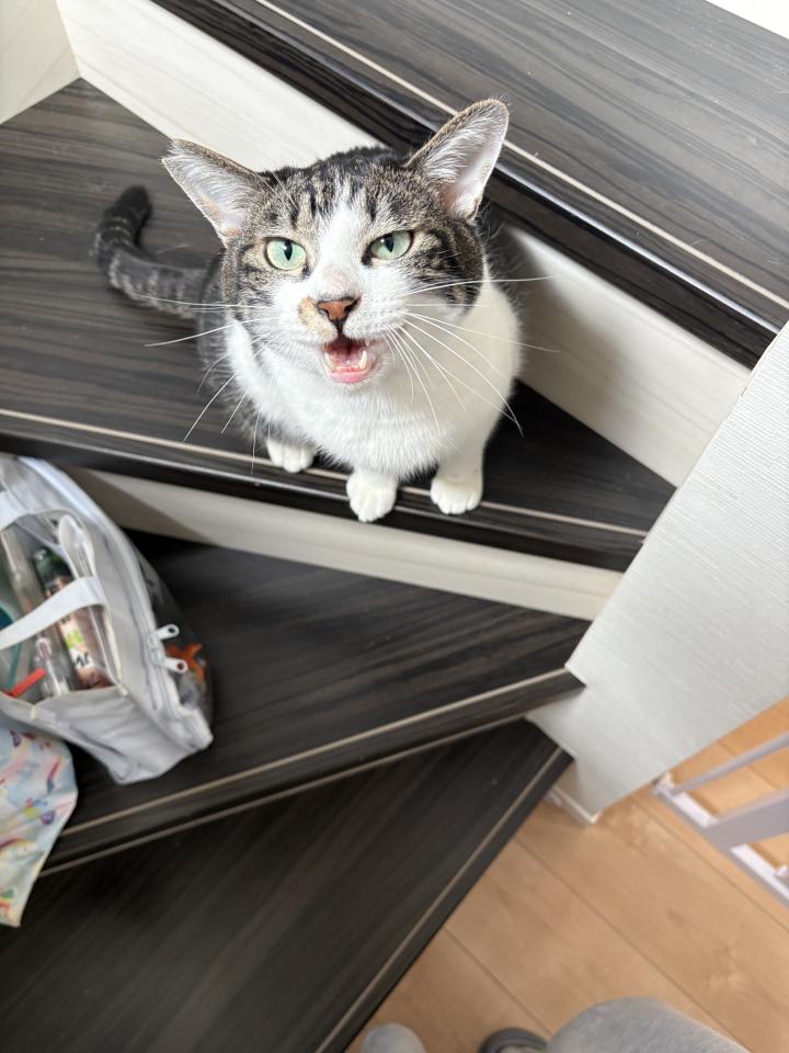 トライアルまであと20日‼️早いっっ - ルティレさんの猫日記