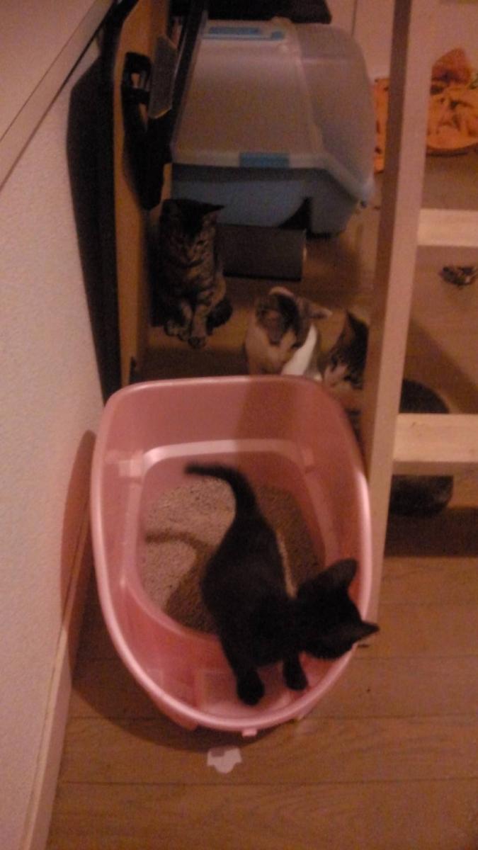 ホームステイ１日目２日目 ひなたんさんの猫ブログ ネコジルシ