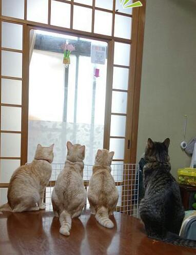 茶トラさん シミ ホクロありますか 梅干おばちゃんさんの猫ブログ ネコジルシ