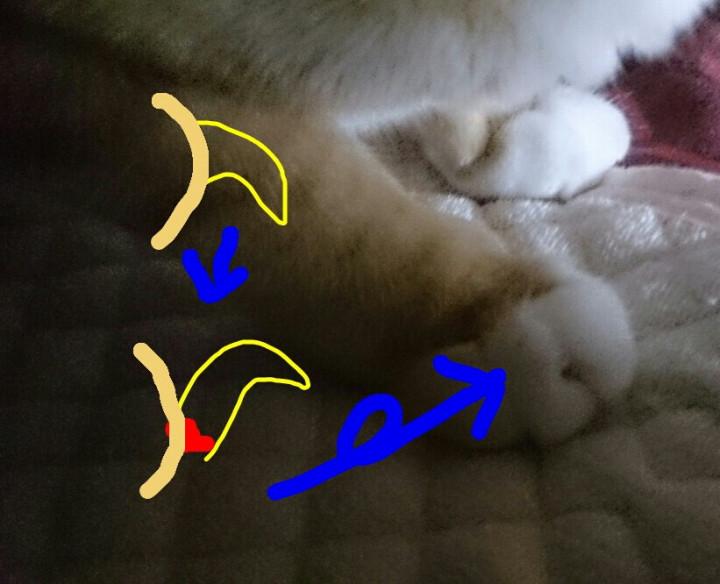 爪が どうしたらいいですか 梅干おばちゃんさんの猫ブログ ネコジルシ 爪が どうしたらいいですか 梅干おばちゃんさんの猫ブログ ネコジルシ