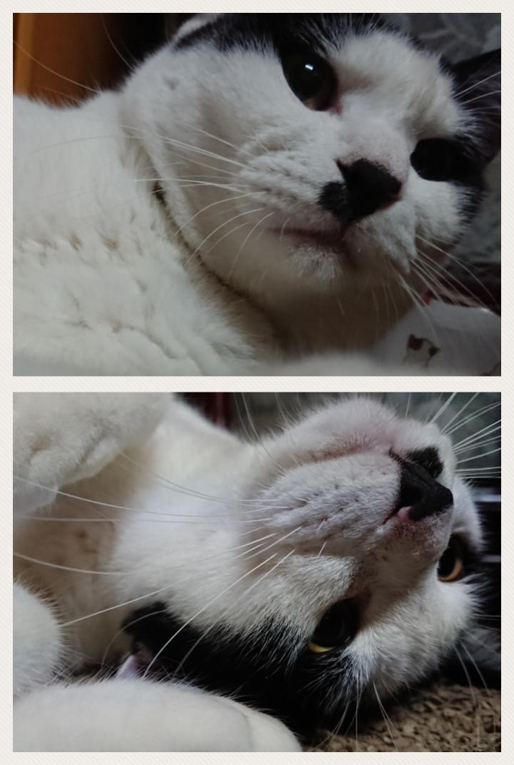 肉球って血管浮いてました？ - 梅干おばちゃんさんの猫ブログ - ネコジルシ