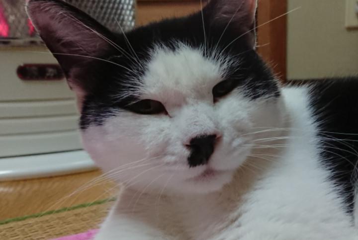 今日のカブッチ。 - 梅干おばちゃんさんの猫ブログ - ネコジルシ