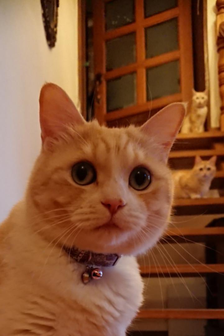 毛割れの酷いタマ - 梅干おばちゃんさんの猫ブログ - ネコジルシ