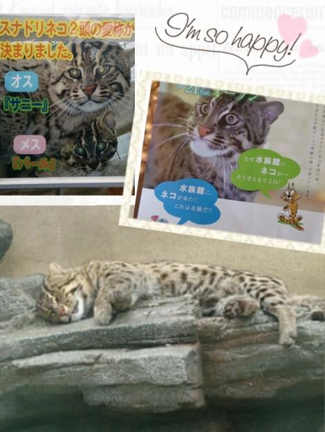 スナドリネコ 梅干おばちゃんさんの猫ブログ ネコジルシ