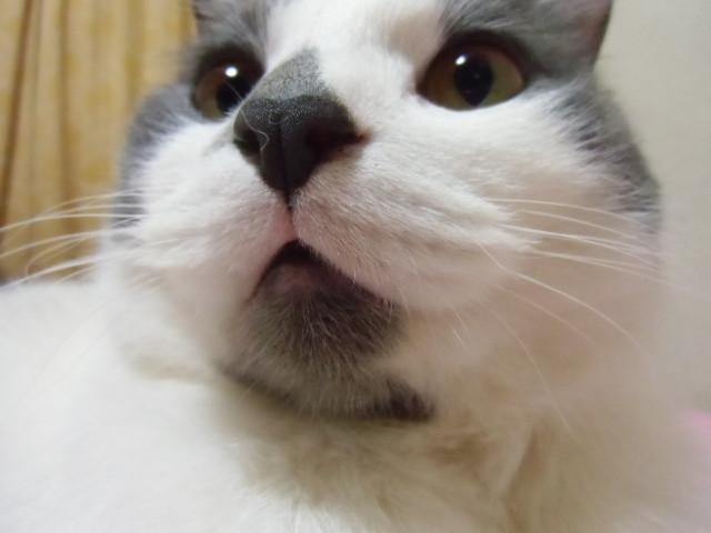 春はあけぼの。 僕らほのぼの・・・」 - みどり茶さんの猫ブログ 