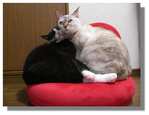 目の色の不思議 - ひじりさんの猫ブログ - ネコジルシ