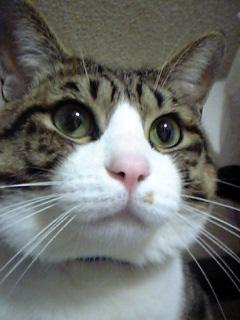 ねこまるさんはしあわせらしい ー ﾆﾔﾘ さすけさんの猫ブログ ネコジルシ