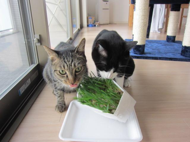 ミーちゃん生野菜を買ってみました しあわせこころさんの猫ブログ ネコジルシ