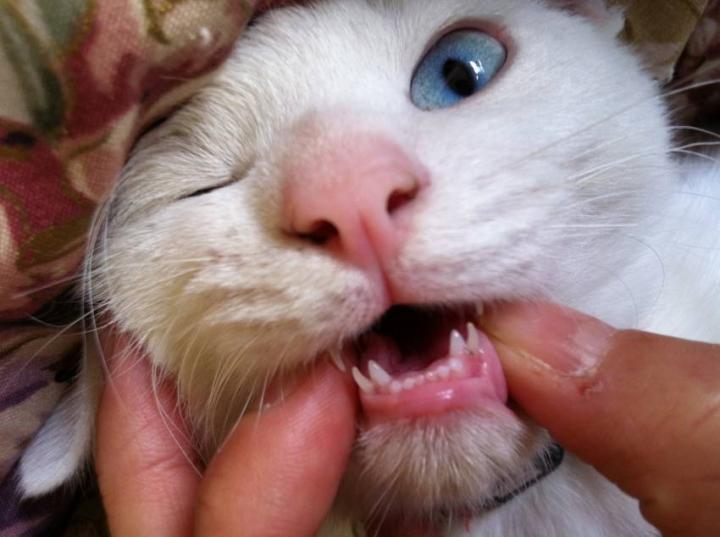 乳歯』と『永久歯』 と - ＊ここあ＊さんの猫ブログ - ネコジルシ