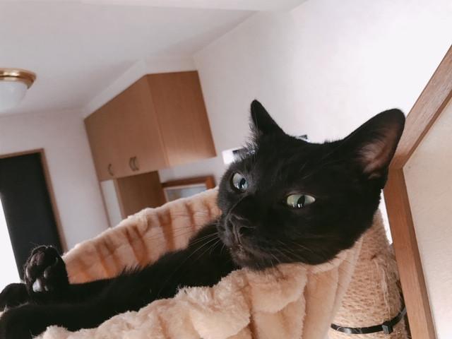 脱ペットロスなるか くみころさんの猫ブログ ネコジルシ