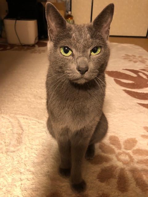 脱ペットロスなるか くみころさんの猫ブログ ネコジルシ 脱ペットロスなるか くみころさんの猫ブログ ネコジルシ