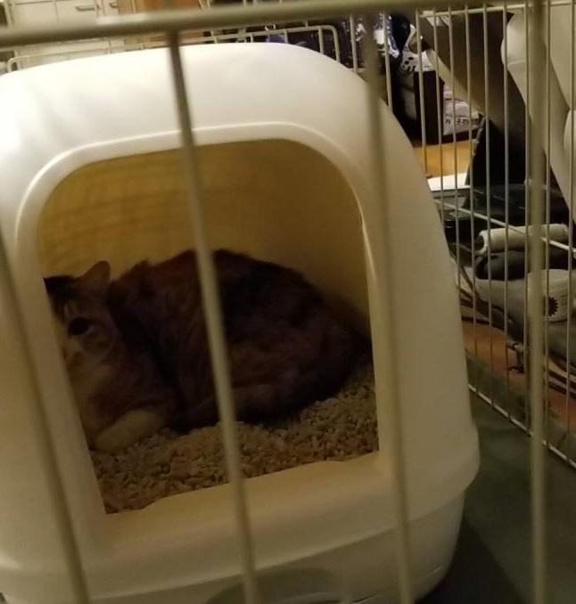 脱ペットロスなるか その２ 家族に加わる くみころさんの猫ブログ ネコジルシ