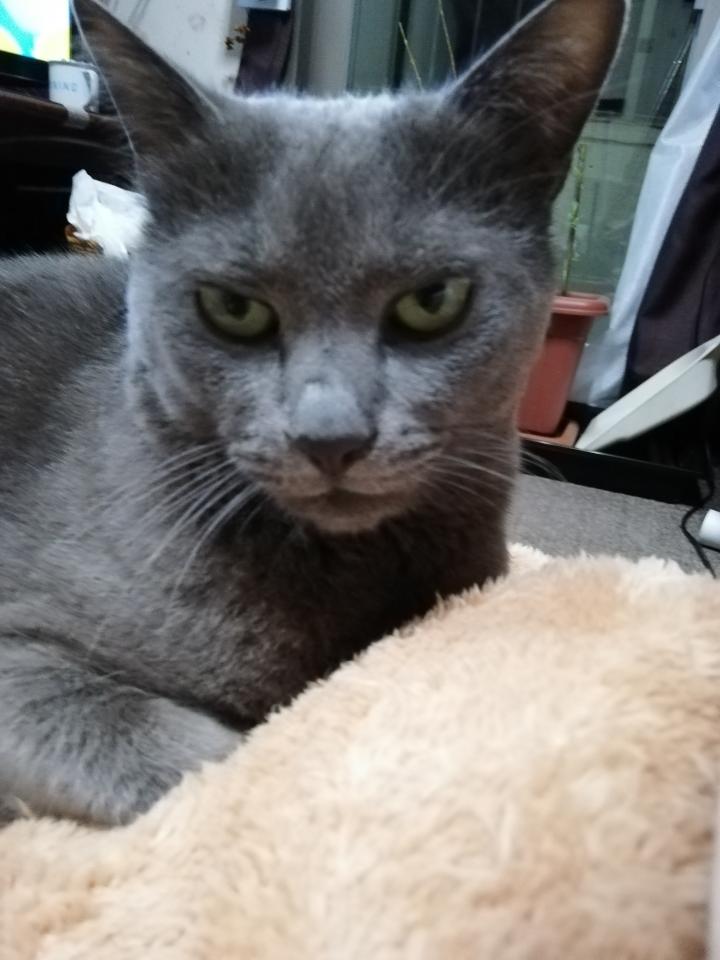 とぎる Mosimosiさんの猫ブログ ネコジルシ