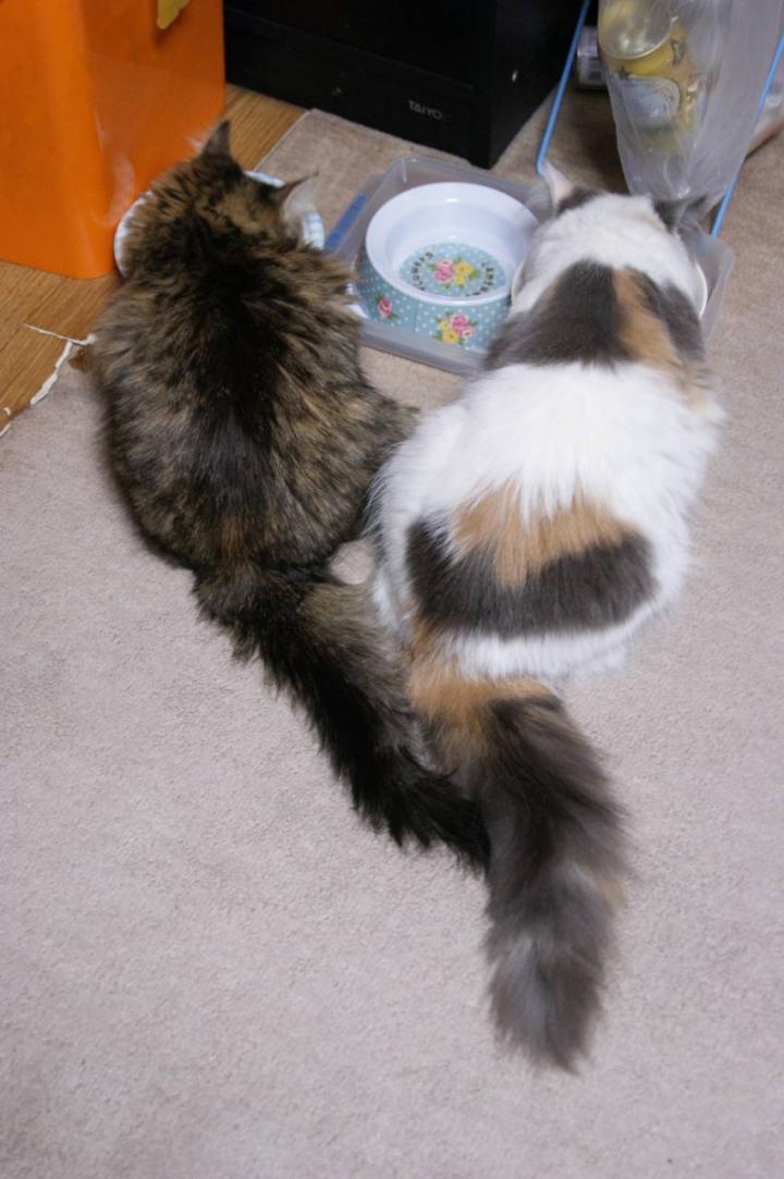 大きい 小さい 鮭さんの猫ブログ ネコジルシ