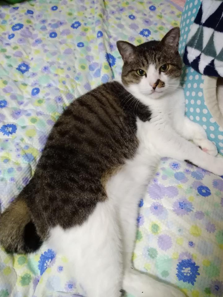 月命日 スイさんの猫ブログ ネコジルシ