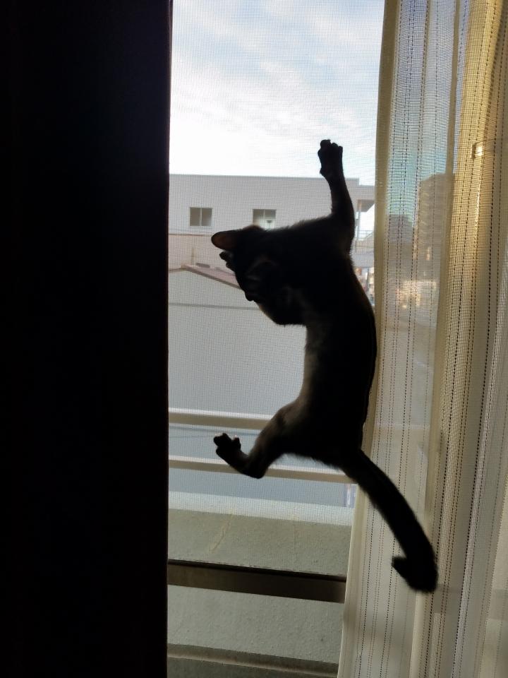 テイラー持ちを知ってますか? - カリタさんの猫ブログ - ネコジルシ