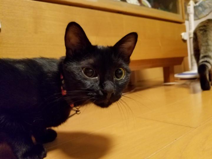 ポンちゃん緊急受診💦 - カリタさんの猫ブログ - ネコジルシ