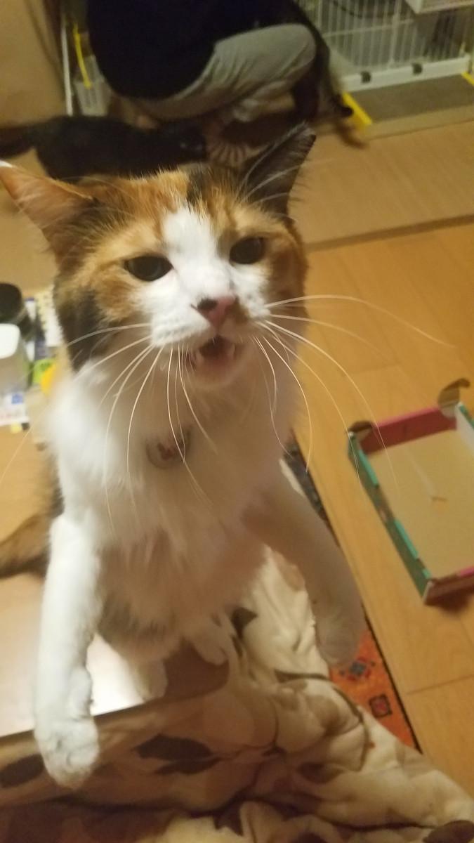 猫バカ 親バカでいきますけど 一部修正 カリタさんの猫ブログ ネコジルシ
