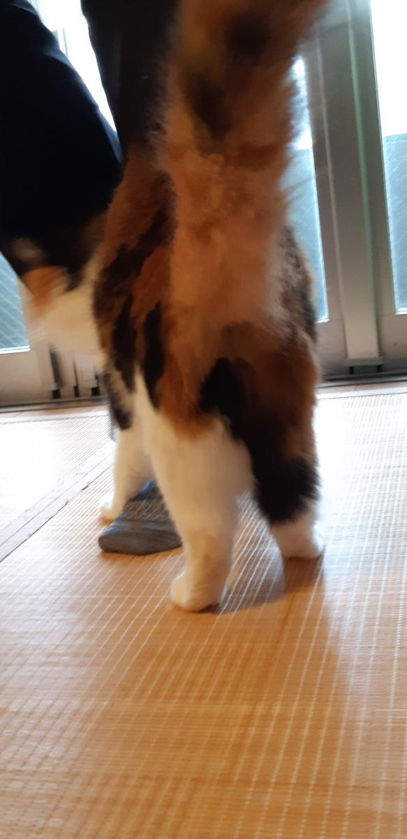 キリ・ムチコ・ボサコ - カリタさんの猫ブログ - ネコジルシ