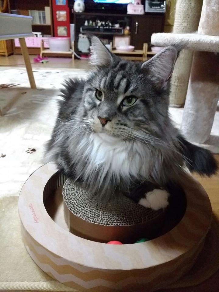 拡張型心筋症 - ともママさんの猫ブログ - ネコジルシ