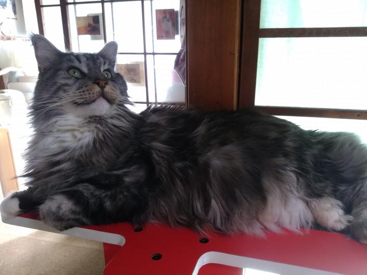 拡張型心筋症 - ともママさんの猫ブログ - ネコジルシ