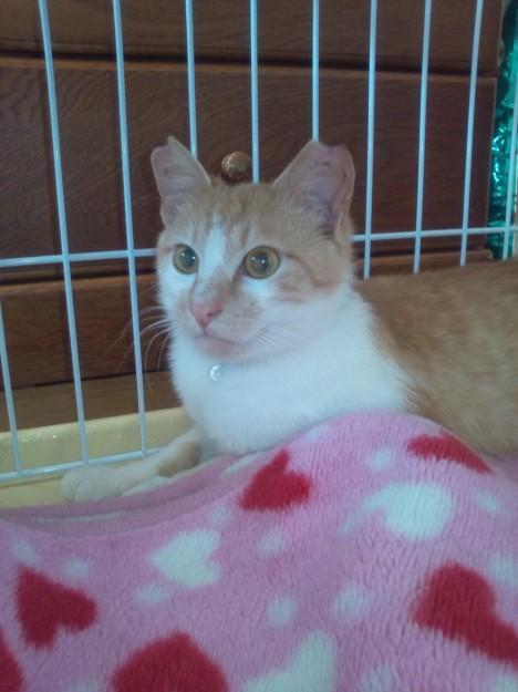 シナモン1周年 ともママさんの猫ブログ ネコジルシ