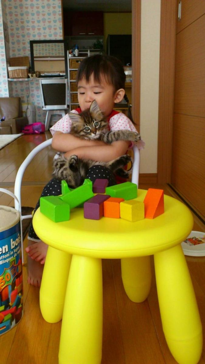 ローラ モカ セピア三姉妹 洒落人さんの猫ブログ ネコジルシ