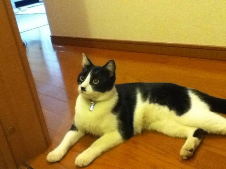 尻尾の膨らむ理由 困りました 猫又三郎さんの猫ブログ ネコジルシ 尻尾の膨らむ理由 困りました 猫又三郎さんの猫ブログ ネコジルシ