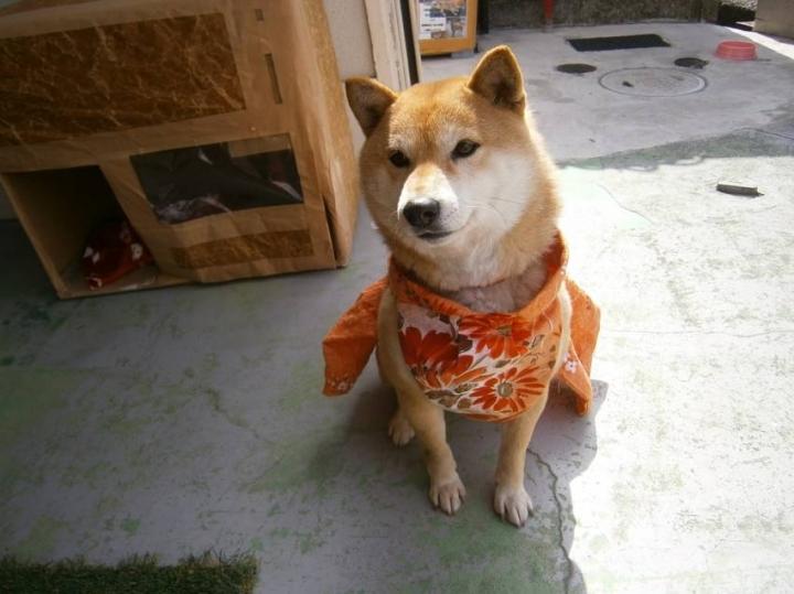 アズが今度は犬にやきもち Kotehanaさんの猫ブログ ネコジルシ