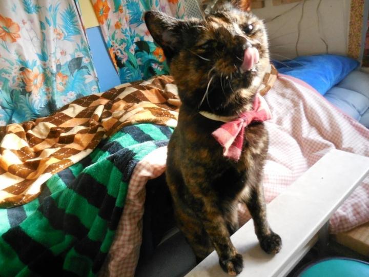 大変です、コテハナ王国が襲われた～ - kotehanaさんの猫ブログ 