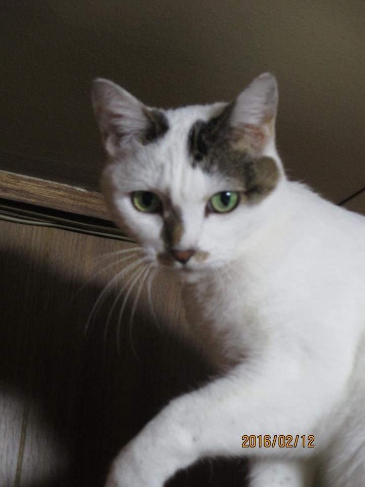 我が家のまこ姫 - るるさんの猫ブログ - ネコジルシ