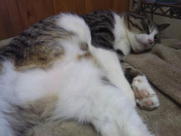 ペットロスの情緒不安定が少し治まって思う事 Futagozaさんの猫ブログ ネコジルシ ペットロスの情緒不安定が少し治まって思う事 Futagozaさんの猫ブログ ネコジルシ