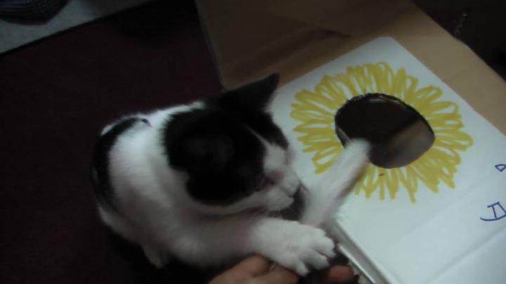 るぅちゃんとてん君、予防接種 - ろしゃんぶさんの猫ブログ - ネコジルシ