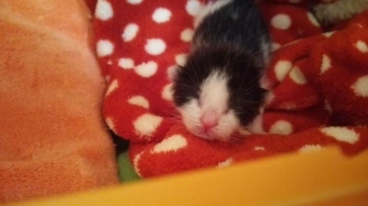 仔猫の季節 モーモーさんさんの猫ブログ ネコジルシ