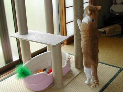 キャットタワー 自作編 モモにゃんさんの猫ブログ ネコジルシ