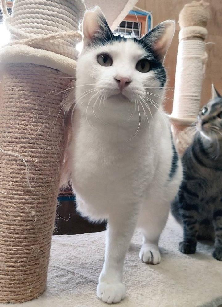 三本足のみつまる君※譲渡決まりました✨ - アキ子32さんの猫日記