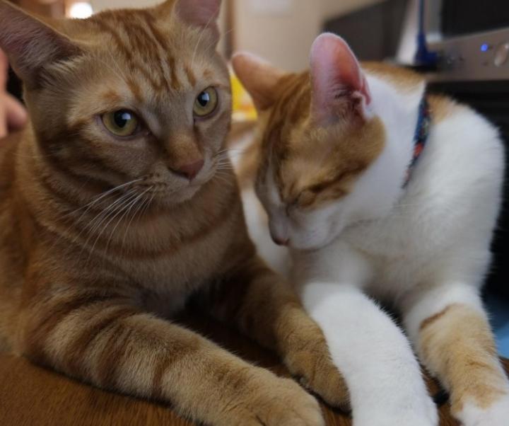 わくちーん ｍｏｗさんの猫ブログ ネコジルシ