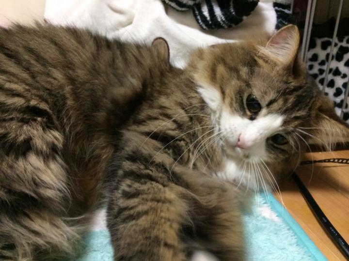 家猫＊番外編 抜歯 - とちおとめさんの猫ブログ - ネコジルシ
