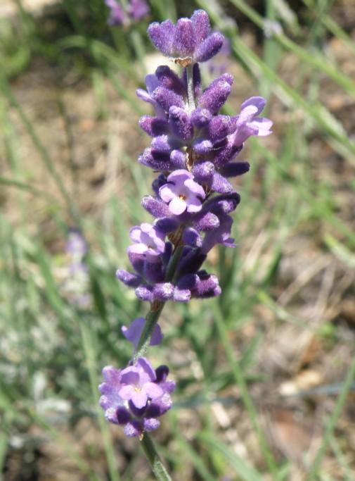 ラベンダーが 咲き誇っています Sageさんの猫ブログ ネコジルシ