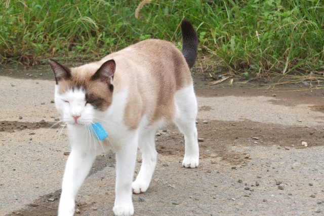 ワル猫ブルース 白の素行調査 8 白猫ゾッチャさんの猫ブログ ネコジルシ ワル猫ブルース 白の素行調査 8 白猫ゾッチャさんの猫ブログ ネコジルシ