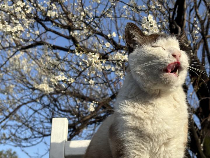 今年も咲いた♪ - 白猫ゾッチャさんの猫日記