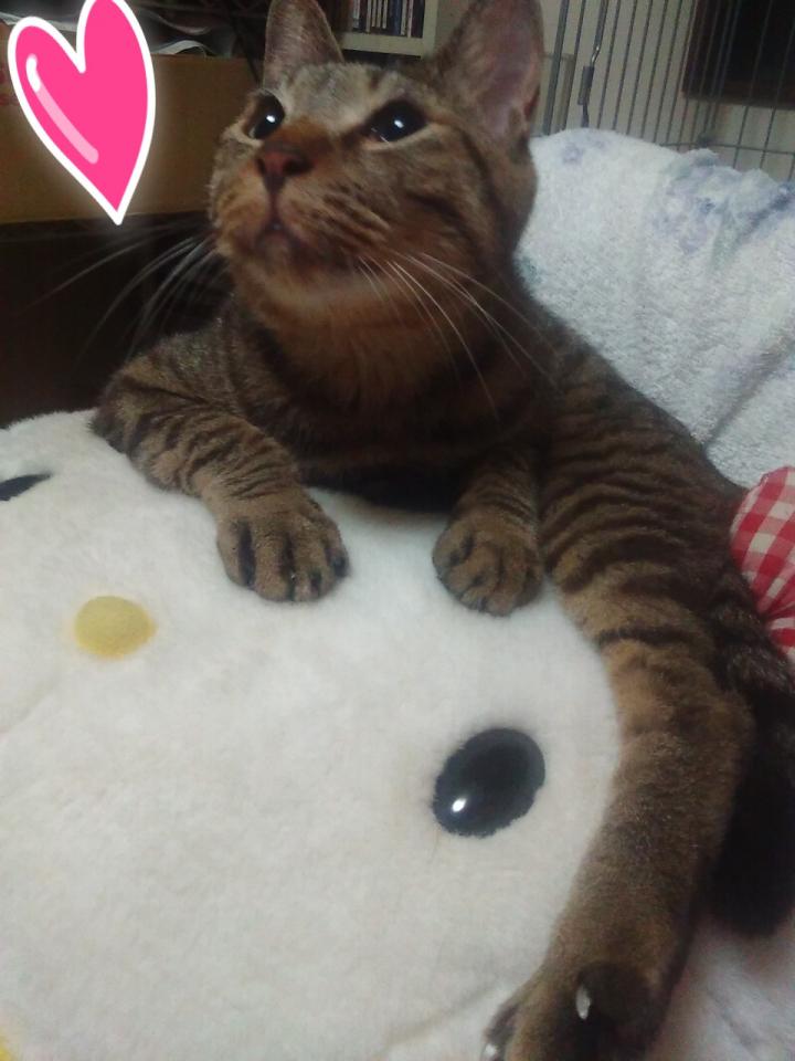 こねこのチー にゃるるさんの猫ブログ ネコジルシ