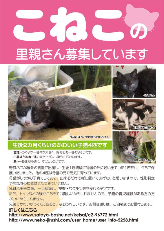 里親探し・ポスターできました。 - 初丸さんの猫日記