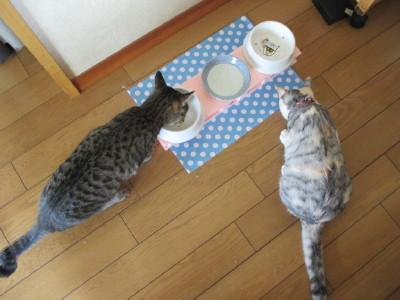 首輪とメタボ - みしゃさんの猫ブログ - ネコジルシ